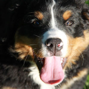 Meet your Posher, Heidi